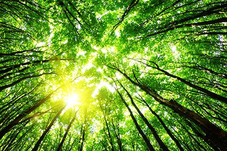 EIA: continued biomass-based diesel growth due to final 2017 RFS targets