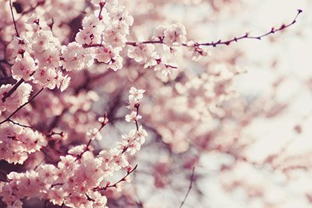 Gazprom cooperating with Japanese partners